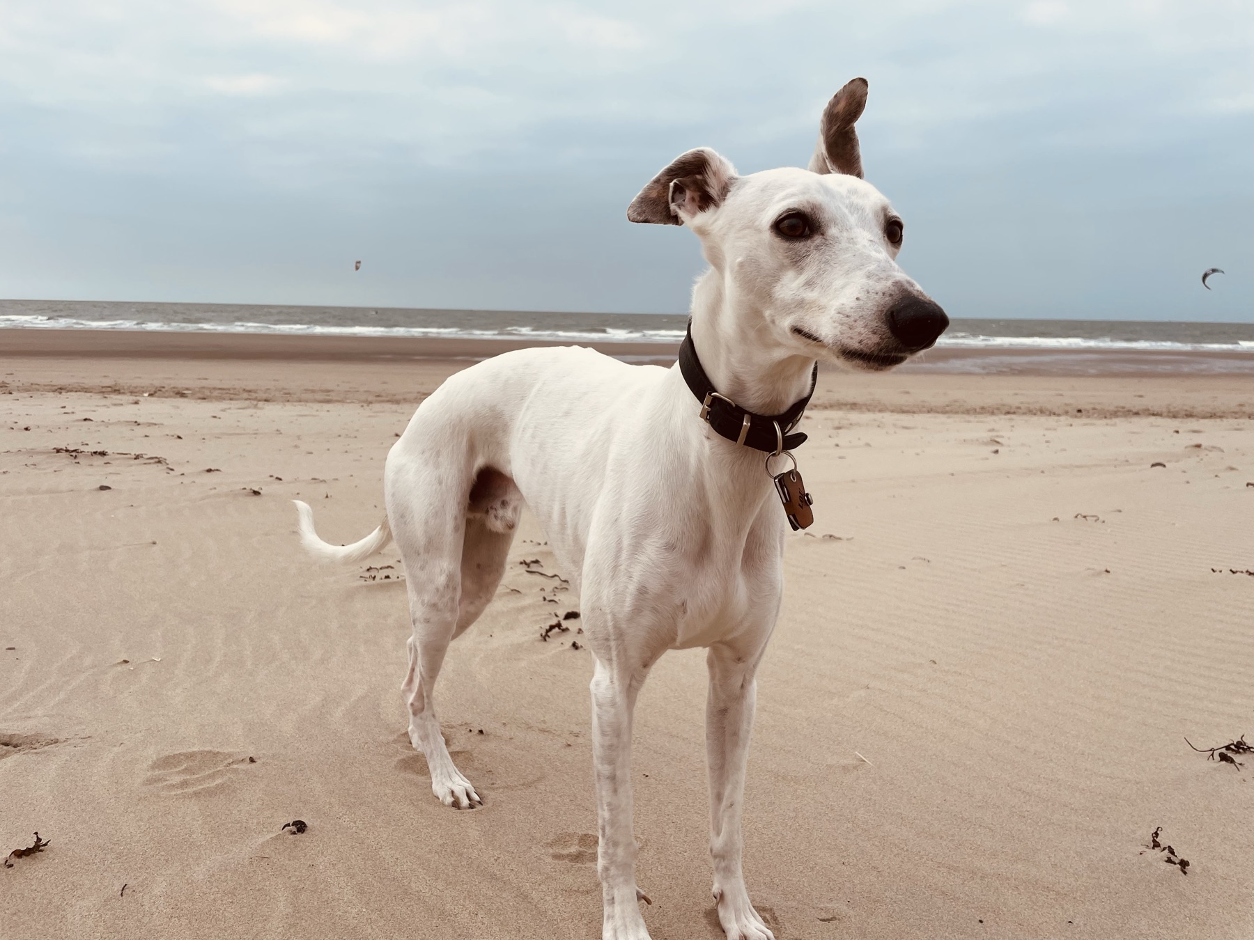 Praxishund Lou, ein Windhund, am Strand